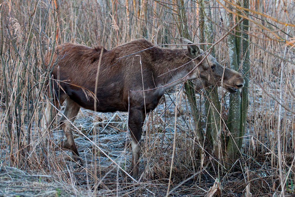 059_Biebrza - kwiecien 2013.jpg